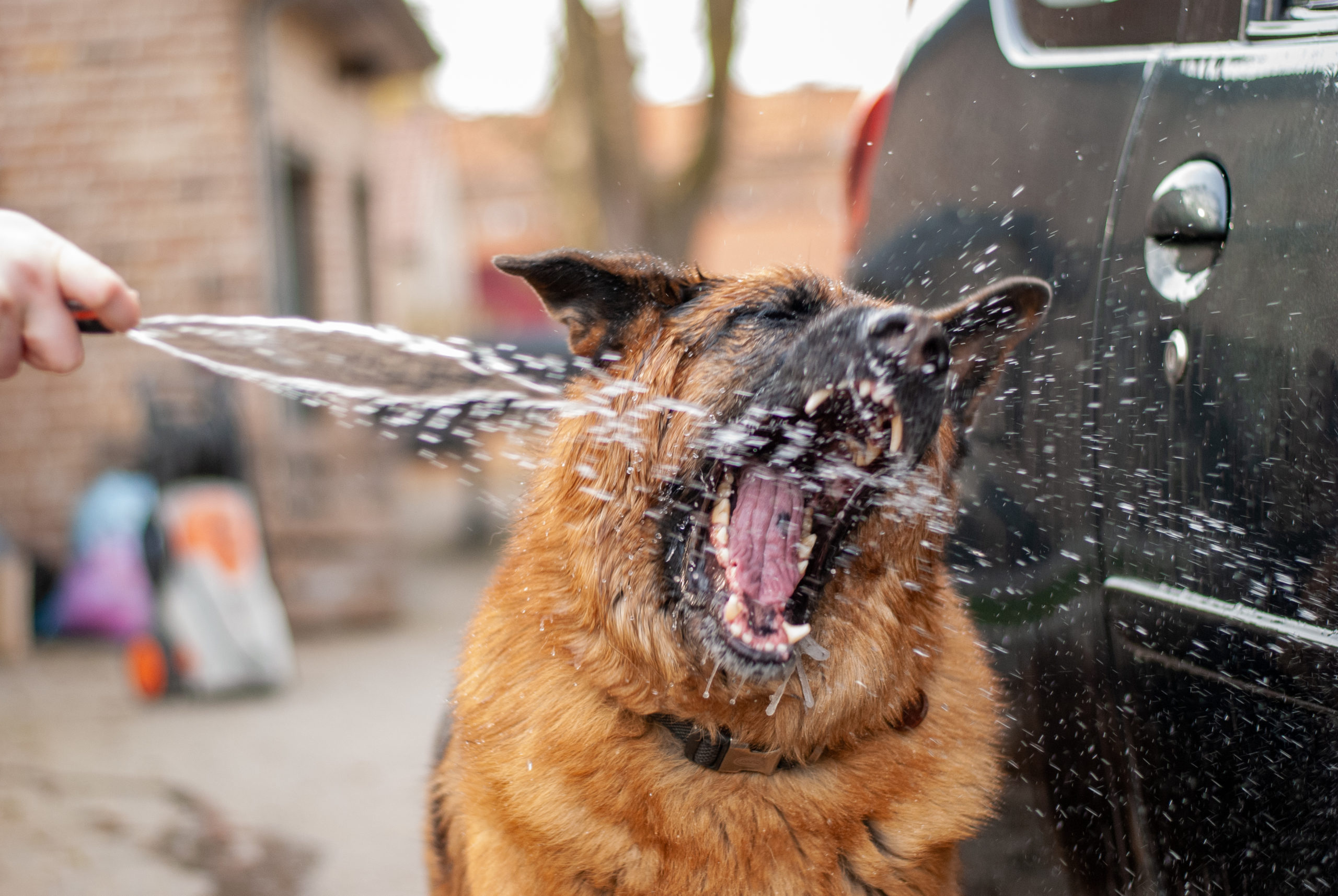 Photostock of the Month (June 2021) 1 Dog 9 scaled