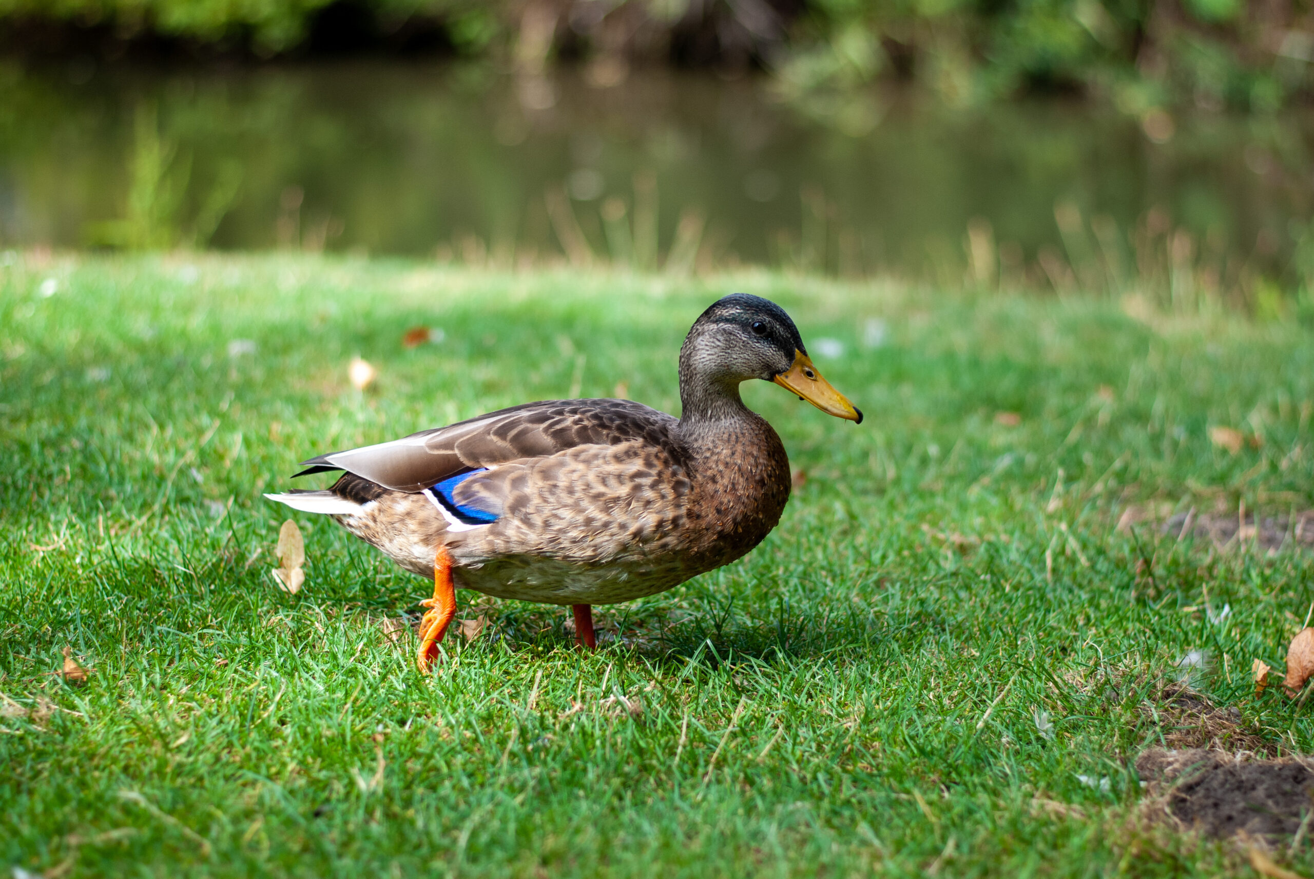 Duck walking