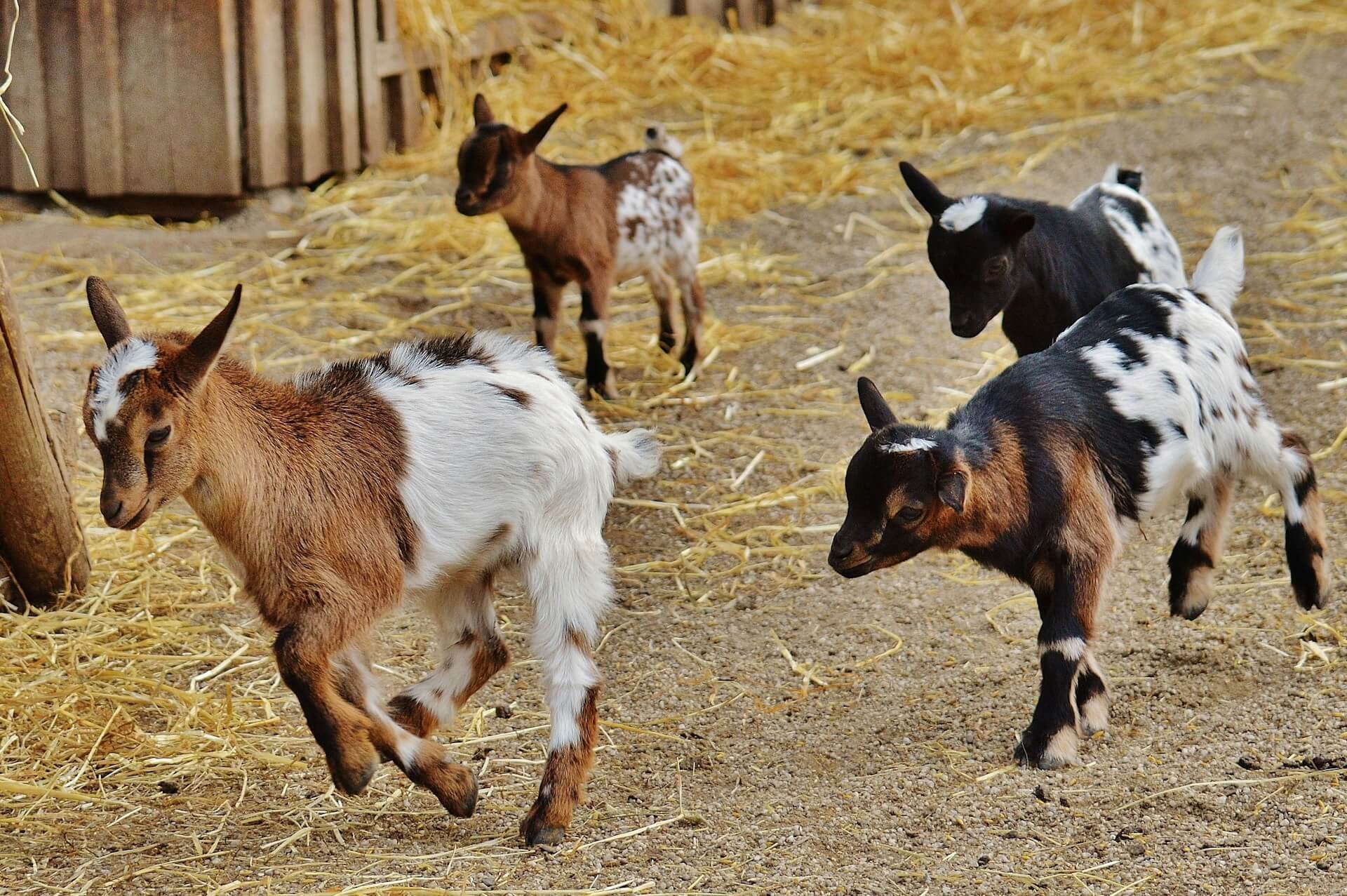 Four goats running